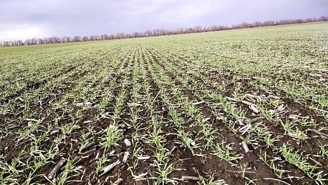 ОЗИМЫЙ ЯЧМЕНЬ,, БАЗАЛЬТ,, семенной участок ,кущение перед уходом в зиму @user-olegfermer смотреть онлайн