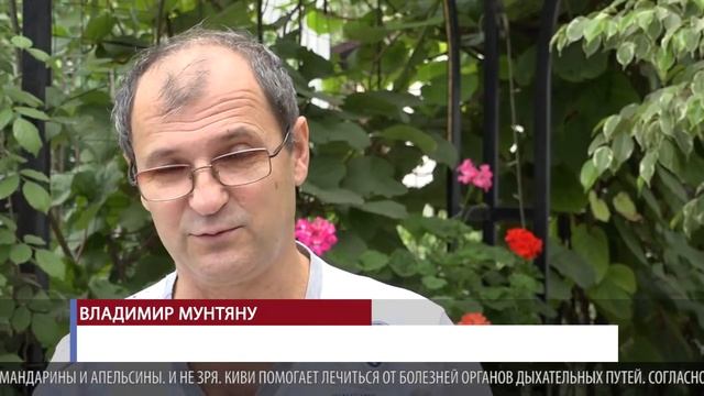 Секрет выращивания киви