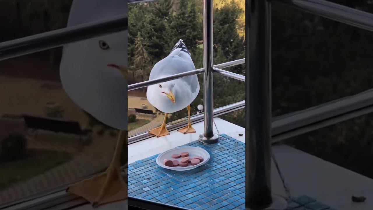 А мы то и не совсем голодные сегодня!#shotrs #севастополь #январь2024 смотреть онлайн