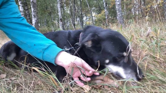 Он идеальный для семьи, но он остается тенью среди других собак смотреть онлайн