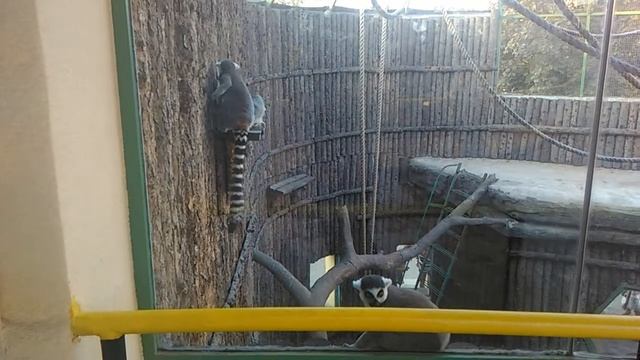 Кошачий лемур )) смотреть онлайн