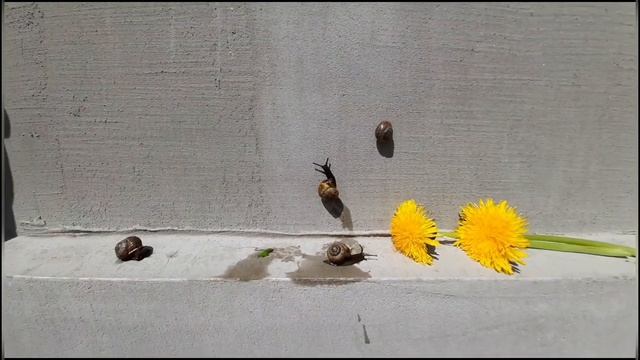 Улитки на даче ? ? ? смотреть онлайн