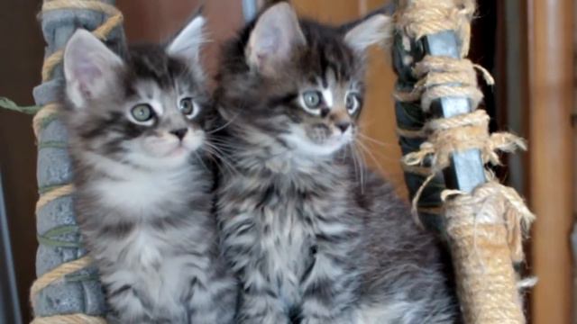 Мейн куны! смотреть онлайн