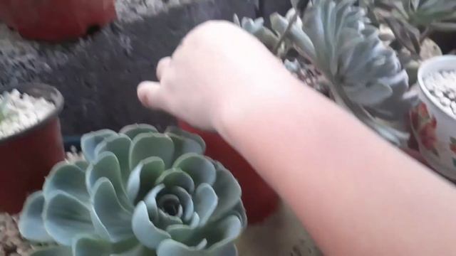 Simple propagation for a topsy turvy succulent смотреть онлайн