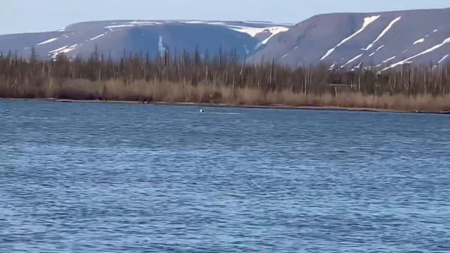Зима закончилась, весна, 15 июня, выбрались на налима, трофей пойман!!! смотреть онлайн