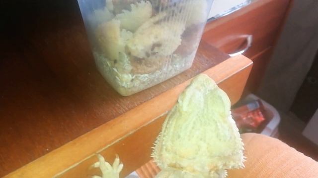 Кормим паучат! Отвечаю на вопросы: чем кормить, не тесно ли пауку в соуснице смотреть онлайн