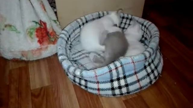 тонкинские котики питомника Корнелита смотреть онлайн