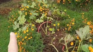 Как сделать грядки на целине. Тëплые грядки. Высокие грядки. Всё растëт как на дрожжах.