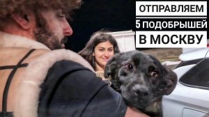 Отправляем 4 бездомных собак на ПМЖ в Германию и Одну в Москву. Сбитая Дина начинает активничать