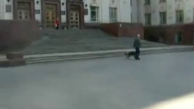 Объездка "дикого мустанга" часть 2 смотреть онлайн