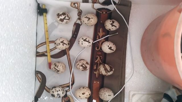 Эксперимент. Птичка из магазинного яйца! смотреть онлайн