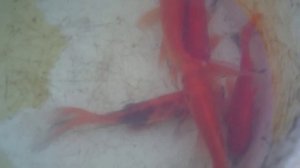 Заселяем рыб в пруд  Золотая рыбка — комета (видео)