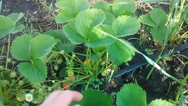 Первая проба ягоды - клубника Корона. смотреть онлайн