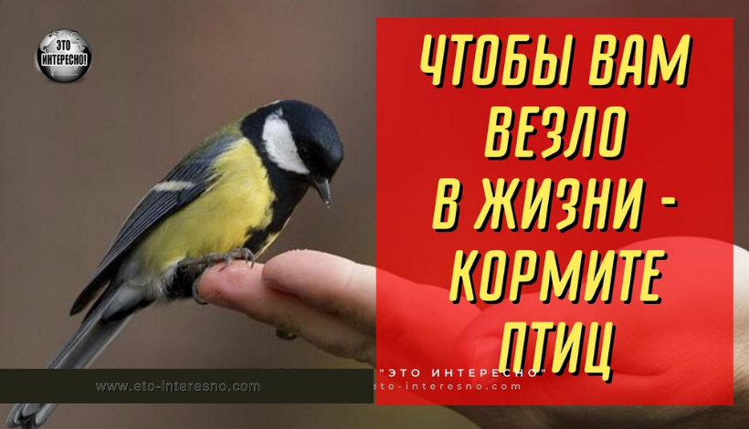 ХОТИТЕ, ЧТОБЫ ВАМ СОПУТСТВОВАЛА УДАЧА В ЖИЗНИ - КОРМИТЕ ПТИЦ И ПРОГОВАРИВАЙТЕ ЭТИ СЛОВА