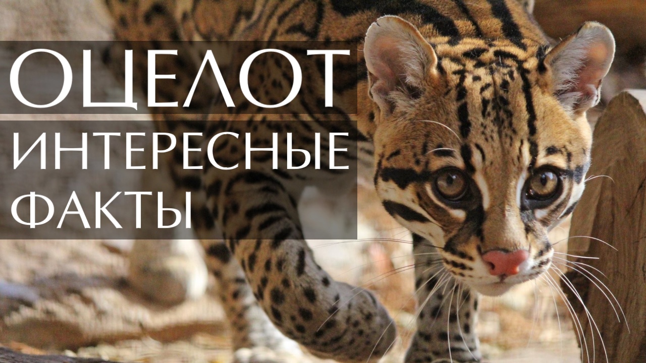 Оцелот. Интересные факты смотреть онлайн