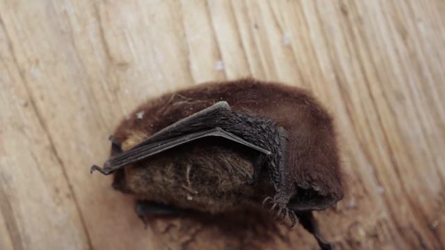 24 ЧАСА В ЛЕСУ. Сожгли избу, а баню оставили. Палатка Берег Спутник 3. Добрые походы. смотреть онлайн