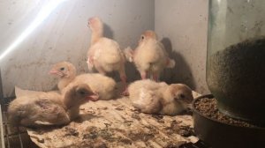 Индюшата белые широкогрудые 5-6 дней. Содержание, кормление и поение индюшат.