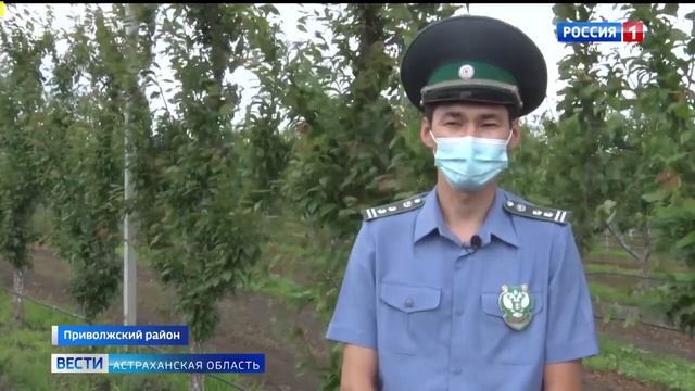 В Астраханской области проводят мониторинг насекомых вредителей с помощью феромо.mp4 смотреть онлайн