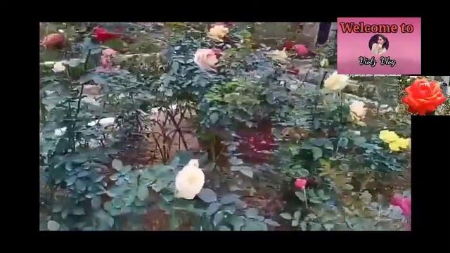 Hong kong rose garden taipo waterfront tower/violz vlog смотреть онлайн