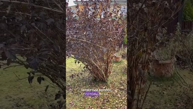 Ребенок просит собаку! Нужно ли покупать собаку ребенку?