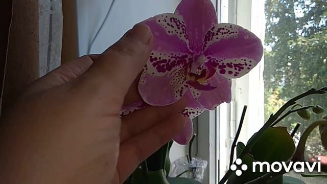 Заканчивается август.Цветение орхидей и не только. смотреть онлайн