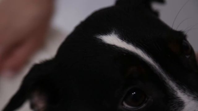 ШЕРСТЬ ДЖЕК РАССЕЛ ТЕРЬЕРА | КАК УХАЖИВАТЬ ЗА ШЕРСТЬЮ | ВИДЫ ШЕРСТИ ДЖЕК РАССЕЛ ТЕРЬЕРА