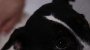 ШЕРСТЬ ДЖЕК РАССЕЛ ТЕРЬЕРА | КАК УХАЖИВАТЬ ЗА ШЕРСТЬЮ | ВИДЫ ШЕРСТИ ДЖЕК РАССЕЛ ТЕРЬЕРА