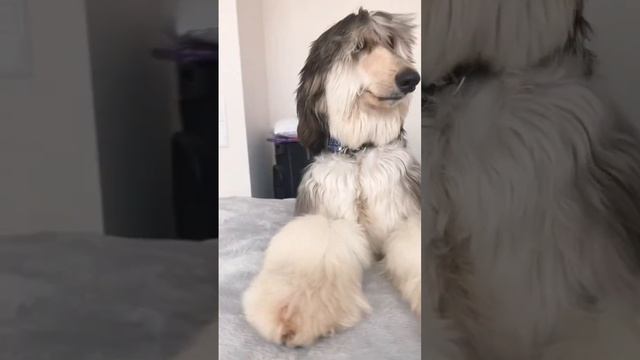 Обычный день Афганской борзой #afganhound #собаки смотреть онлайн