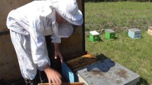 Расширение улья вторым корпусом/Наращивание пчелы в лесу к медосбору