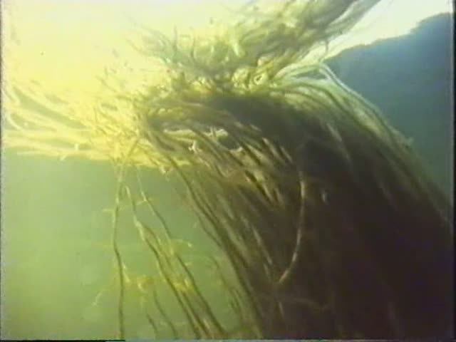 Биология. Отделы растений. Водоросли. 1987 г смотреть онлайн