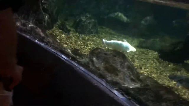 Бангкок: посещение океанариумам Sea live смотреть онлайн