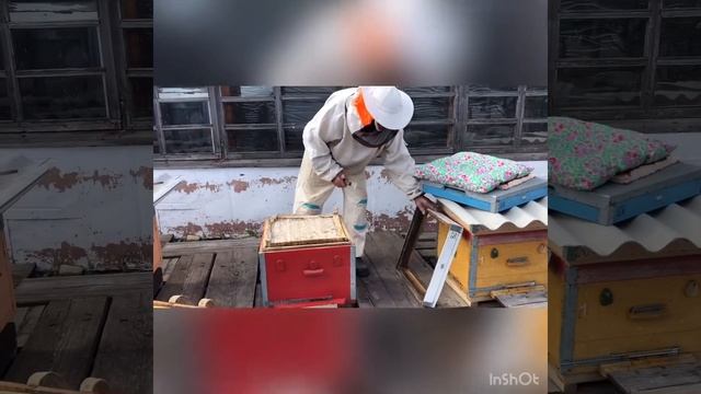 Окружающий мир "Знакомимся с профессией Пчеловод" смотреть онлайн