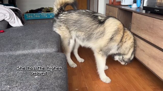 Cute Alaskan malamute puppy vs a black cat round 3 смотреть онлайн