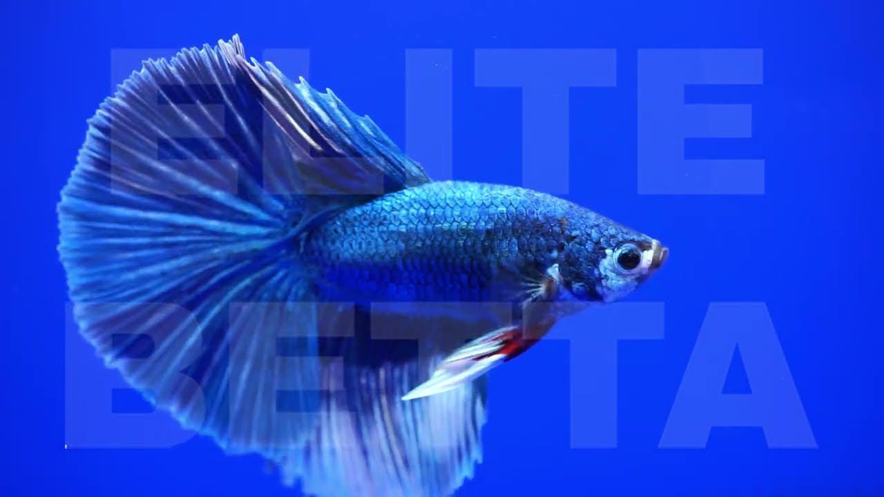 Рыбка петушок пингвин #bettafish #betta #aquariumfish #петушок #аквариумныерыбки #рыбка