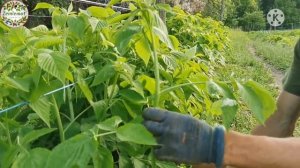 Обрезка малины весной. Как обрезать ремонтантную малину чтобы было много ягод.