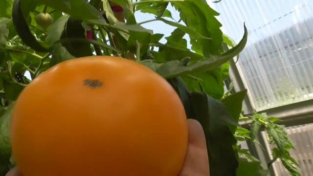 Томаты - новинки 2022 года. Томат Бочка меда - обзор в теплице и дегустация плодов. Сладкий!