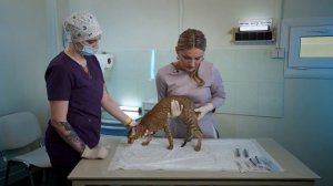 Советы ветеринара: Как правильно сделать внутримышечный укол кошке или собаке