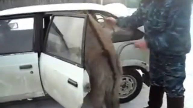 Ослик это круто! смотреть онлайн