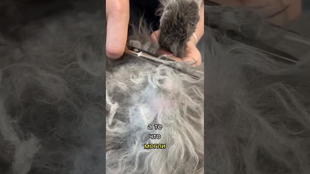 Как Вам такое количество вычесанной шерсти? 😳 #домашниеживотные #кот #fyp #рекомендации #груминг смотреть онлайн