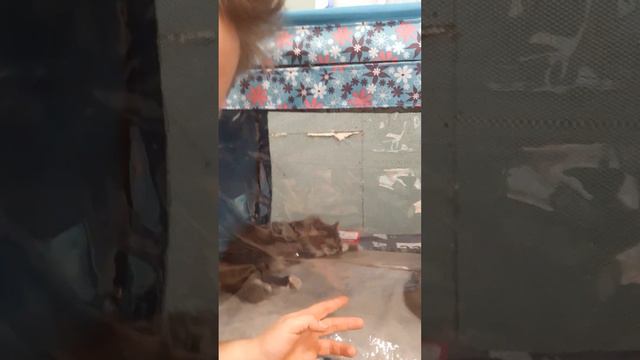 Питомник Сибирских кошек "Белый Буйвол" ("White Buffalo" cattery) смотреть онлайн