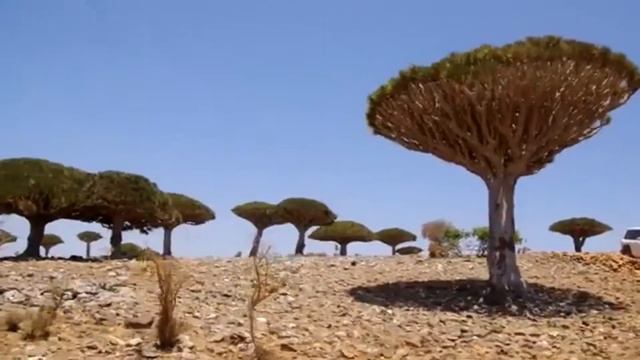 INTERMEDIOS Isla Socotra