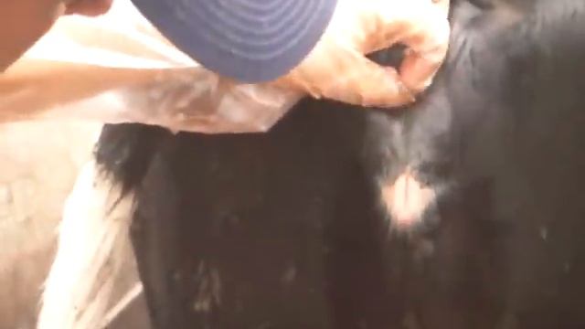 inseminacion artificial de bovino para tula смотреть онлайн