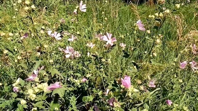 Хатьма тюрингская. Заболевания лёгких. Мазь для суставов. смотреть онлайн