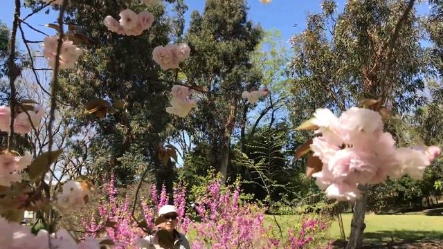 МАХРОВАЯ ИЛИ САХАРНАЯ САКУРА смотреть онлайн