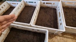 НИКОГДА НЕ СПЕШИ! Как приготовить правильный субстрат для Дендробены