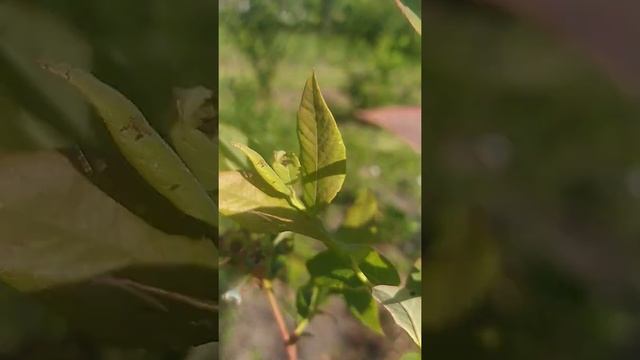 Жуки,вредители голубики. смотреть онлайн