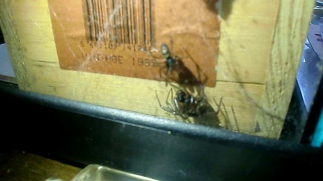 False widow spider - Steatoda nobilis mating смотреть онлайн