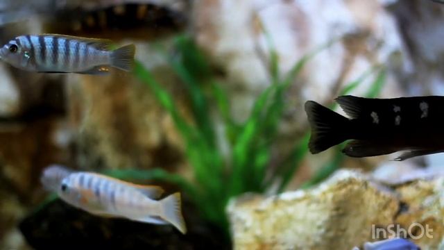 How sea animals swim & как плавают морские животные смотреть онлайн