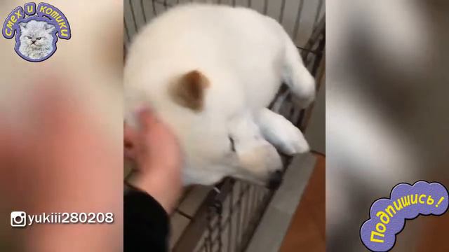 Собака Радуется Человеку И Хочет Внимания смотреть онлайн