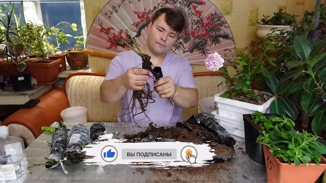 #РОЗЫ. Посадка садовых роз в горшки зимой для раннего цветения весной. смотреть онлайн
